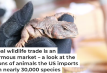 U.S. Fish and Wildlife agents inspect a shipment of reptiles at the Port of Miami. U.S. GAO